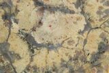 Polished Dinosaur Coprolite Nodule Half - Utah #307975-1